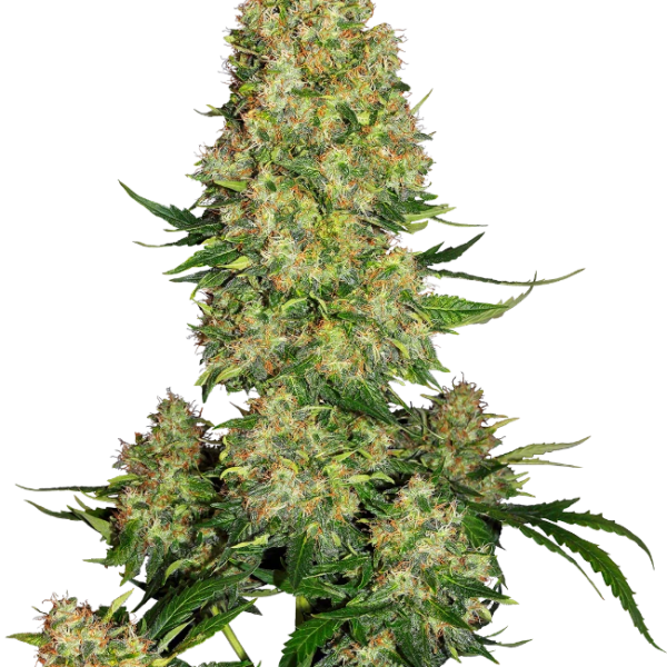 Skunk #1 Autoflowering Cannabis Samen - ab dem 01.04.2024 verfügbar