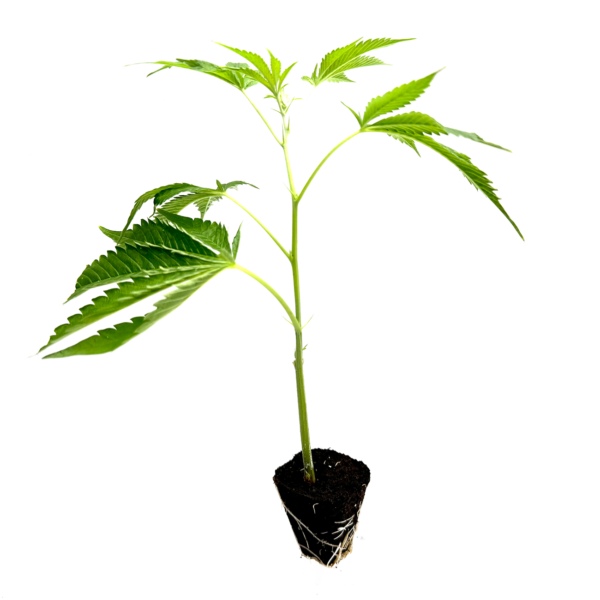 Tropical Gelato - Steckling